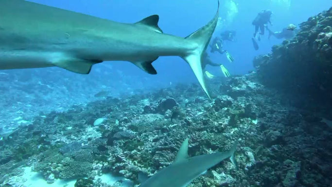 Wall of shark